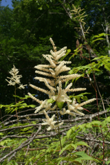 Aruncus sylvester sylvester