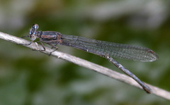 Argia tezpi
