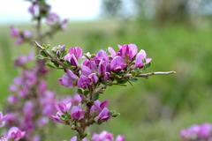 Indigofera nigromontana