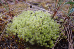 Racomitrium canescens canescens