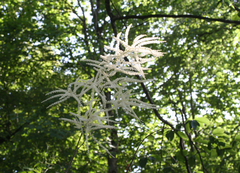 Aruncus sylvester sylvester