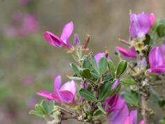 Indigofera nigromontana