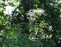 Aruncus sylvester sylvester