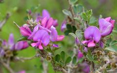 Indigofera nigromontana