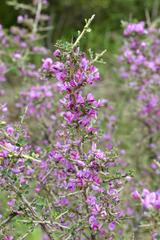 Indigofera nigromontana