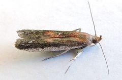 Honora montinatatella