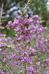 Indigofera nigromontana