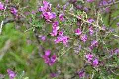 Indigofera nigromontana