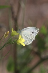 Pieris rapae