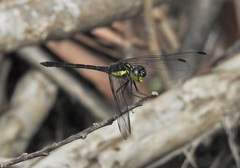 Agrionoptera longitudinalis biserialis