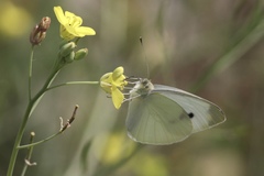 Pieris rapae