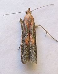 Honora montinatatella