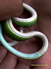 Ahaetulla mycterizans