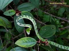 Ahaetulla mycterizans