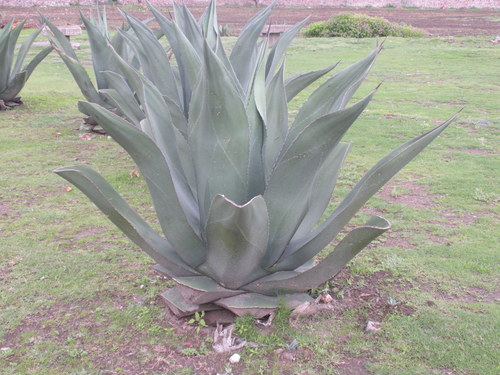 Agave salmiana