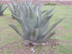 Agave salmiana