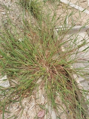 Poaceae