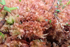 Sphagnum alaskense