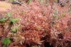 Sphagnum alaskense