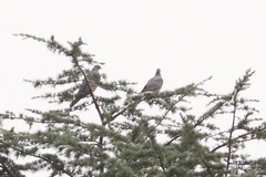 Patagioenas fasciata