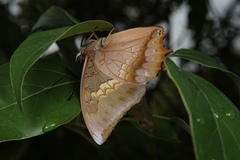 Charaxes bernardus