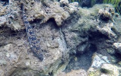 Pseudaphritis urvillii