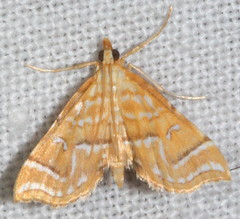 Musotima ochropteralis
