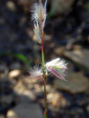 Melica decumbens