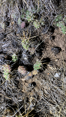 Opuntia fragilis