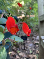 Seemannia nematanthodes