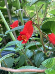 Seemannia nematanthodes