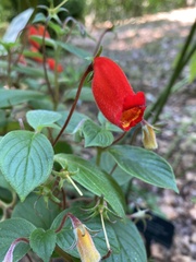 Seemannia nematanthodes