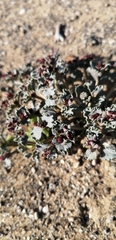 Euphorbia copiapina