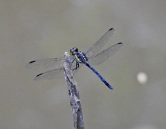 Agrionoptera longitudinalis biserialis