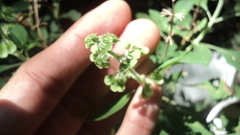 Ocimum campechianum