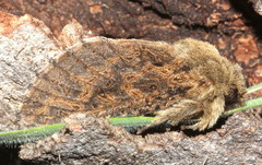 Oncopera rufobrunnea