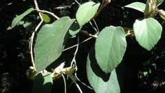 Helicteres baruensis