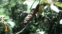 Helicteres baruensis