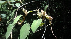 Helicteres baruensis