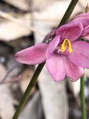 Thelymitra × macmillanii