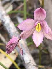 Thelymitra × macmillanii