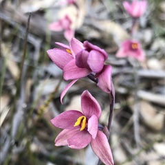 Thelymitra × macmillanii