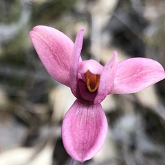Thelymitra × macmillanii