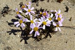 Mairia coriacea