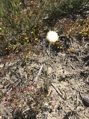 Chrysocephalum baxteri