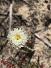 Chrysocephalum baxteri