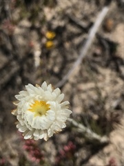 Chrysocephalum baxteri