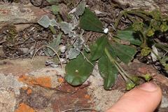 Euphorbia ecklonii