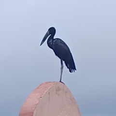 Anastomus lamelligerus