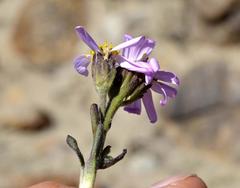 Mairia coriacea